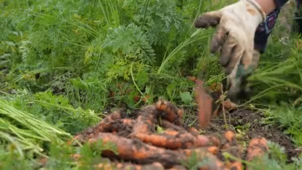 Femme tirant des carottes hors du sol 