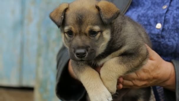 Femme tenant petit chiot dans ses mains 