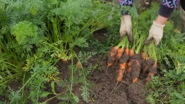 Woman pulling carrots out of the ground — Stock Video