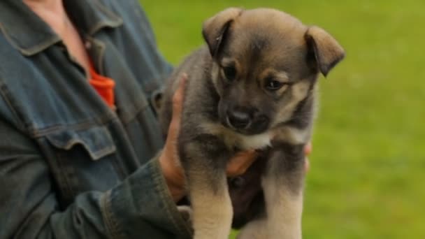 Mujer sosteniendo pequeño cachorro en sus manos — Vídeos de Stock