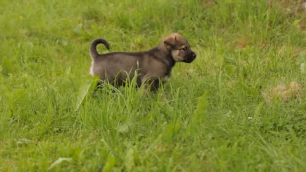 Kleine puppy loopt op gras — Stockvideo