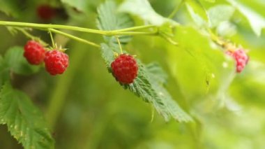 Yakından ahududu dolması.