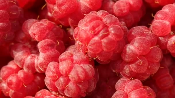 Pile de framboises en gros plan — Video