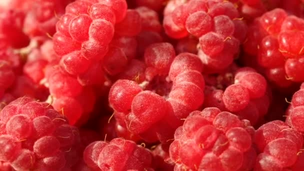 Pile of raspberries in closeup — Stock Video