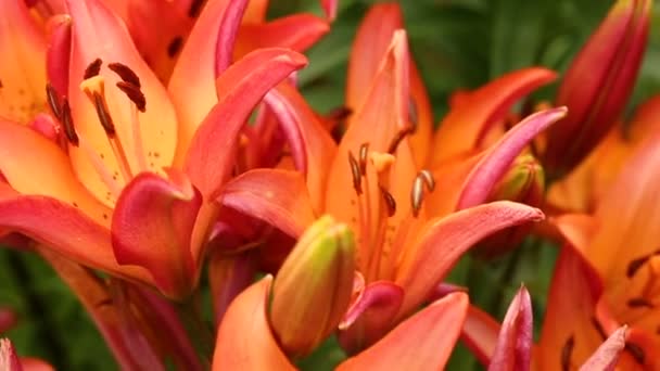 Red lily flowers in close up — Stock Video