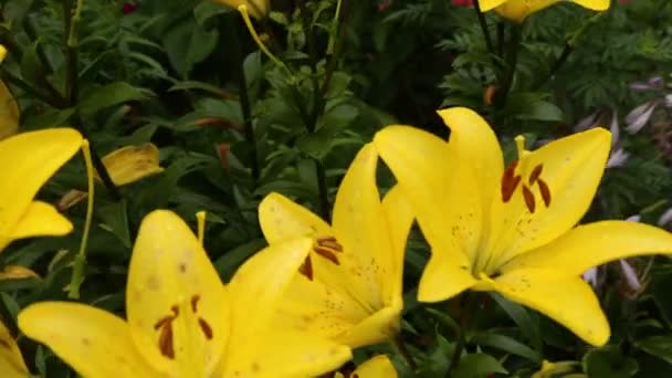 Gele lelie bloemen in close up — Stockvideo