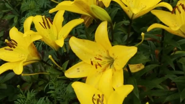 Κίτρινα λουλούδια κρίνου σε κοντινή απόσταση — Αρχείο Βίντεο