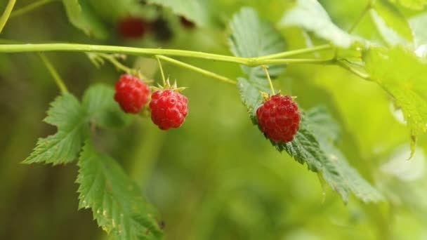 Zweig Himbeeren in Nahaufnahme — Stockvideo