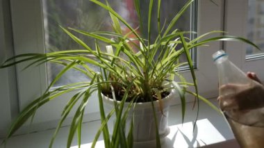 Çiçek sulayan küçük kız.