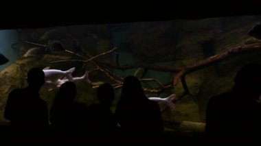 İnsanlar akvaryumdaki balıklara bakıyor.