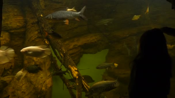 Pessoas olhando para peixes no aquário — Vídeo de Stock