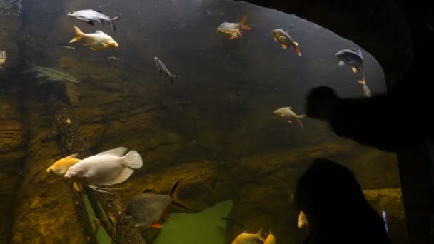 People looking at fish in the aquarium — Stock Video