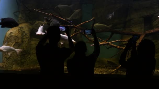 People looking at fish in the aquarium — Stock Video