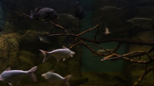 Peces en el acuario público — Vídeo de stock