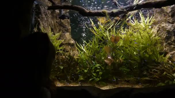 Menschen betrachten Fische im Aquarium — Stockvideo