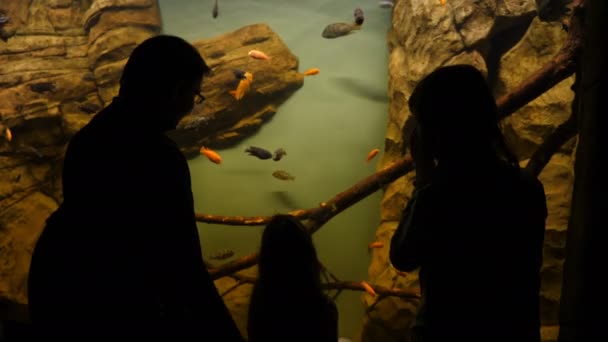 Mensen kijken naar vissen in het aquarium — Stockvideo