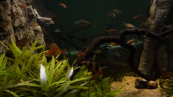 Fische im öffentlichen Aquarium — Stockvideo
