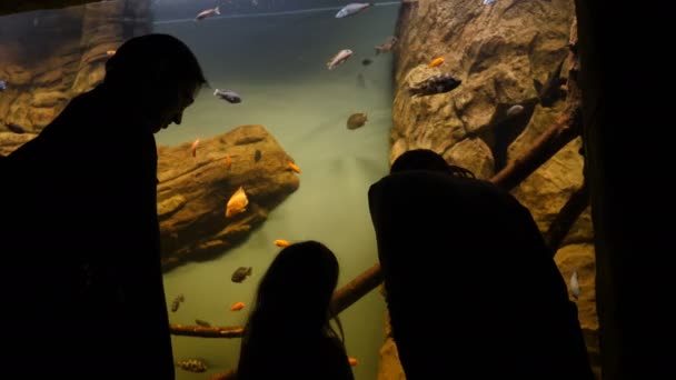 People looking at fish in the aquarium — Stock Video