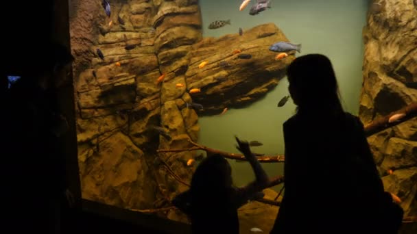 Mensen kijken naar vissen in het aquarium — Stockvideo