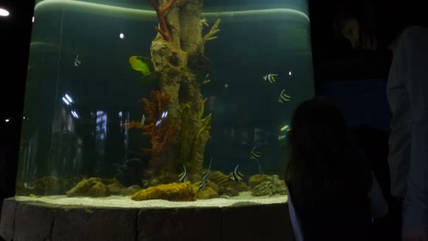 Ludzie patrzą na ryby w akwarium. — Wideo stockowe