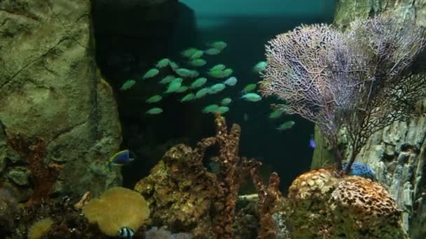 Peces en el acuario público — Vídeos de Stock