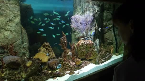 Persone che guardano i pesci in acquario — Video Stock