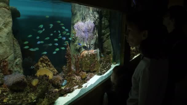 Menschen betrachten Fische im Aquarium — Stockvideo