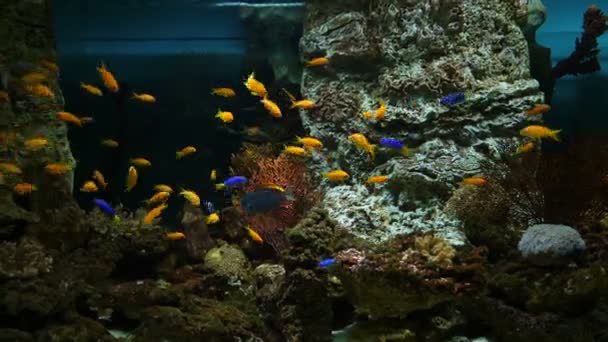 Ryby ve veřejném akváriu — Stock video
