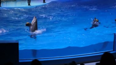 Yunuslar gösteride yunuslar