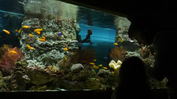 Ludzie patrzą na ryby w akwarium. — Wideo stockowe