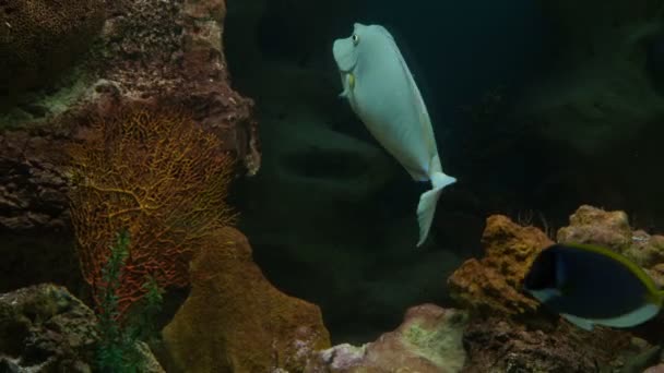 Peces en el acuario público — Vídeos de Stock