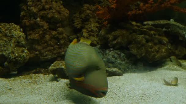 Fish in the public aquarium — Stock Video
