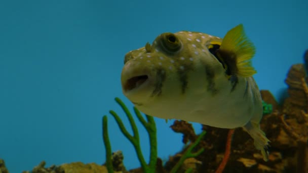Рыба в общественном аквариуме — стоковое видео