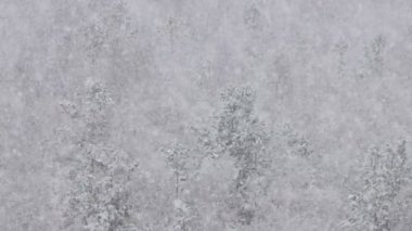 Kış ormanlarında yavaş kar yağışı