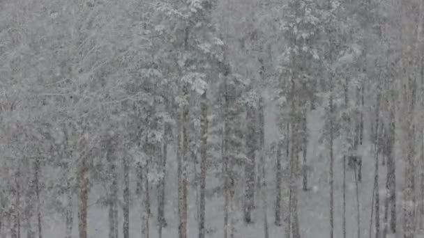 Schöner Schneefall im Winterwald — Stockvideo