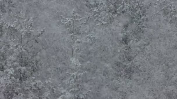 Belles chutes de neige en forêt hivernale — Video