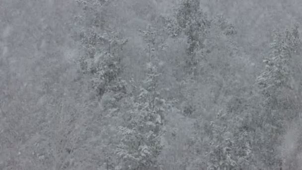 Bonita queda de neve na floresta de inverno — Vídeo de Stock