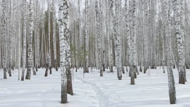 Caminhe em um bosque de vidoeiro — Vídeo de Stock