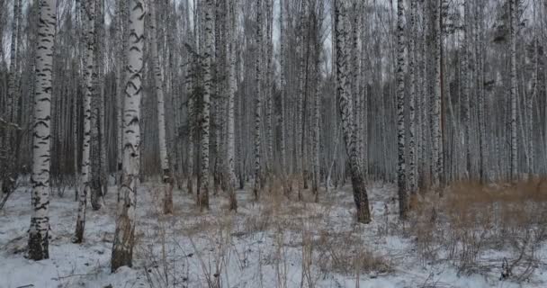 Birch grove in evening light — Stock Video