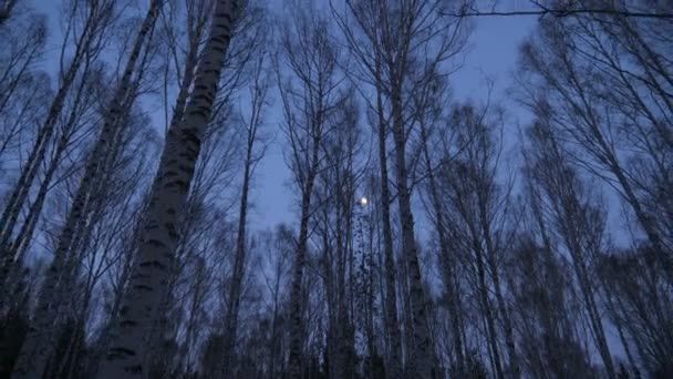 Lua cheia no bosque de bétula no crepúsculo — Vídeo de Stock