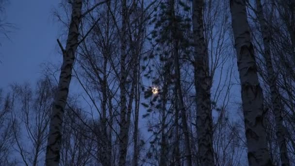 Bulan Purnama Hutan Birch Senja — Stok Video