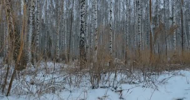 Birch Grove Evening Light — Stock Video