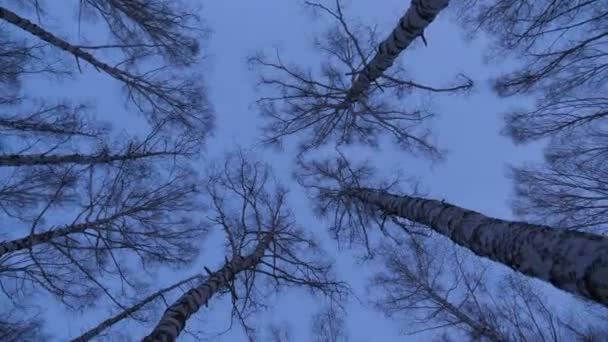 Bosque Abedul Luz Noche — Vídeo de stock