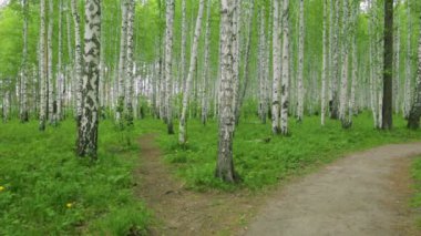 Birch korusu gün ışığında yeşil yol