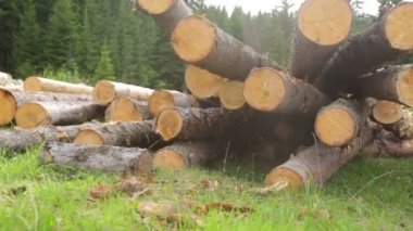 Tüm ahşap kütükler yeşil çimlerde