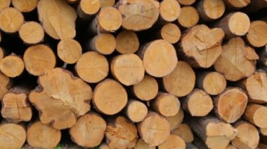 Tüm ahşap kütükler yeşil çimlerde