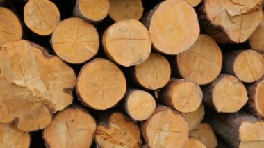 Tüm ahşap kütükler yeşil çimlerde