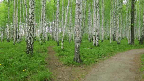 Birch korusu gün ışığında yeşil yol — Stok video