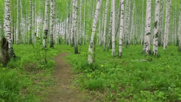 Birch grove green path in day light — Stock Video