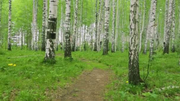 Birch grove green path in day light — Stock Video